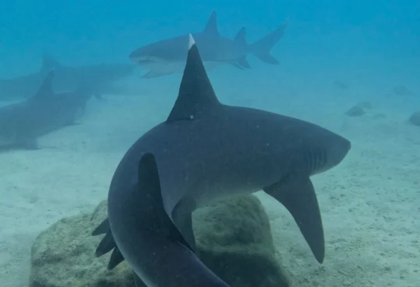 Tour 360 San Cristobal - Galapagos xperience - Imagen 15
