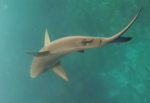 Tour 360 San Cristobal - Galapagos xperience - Imagen 6